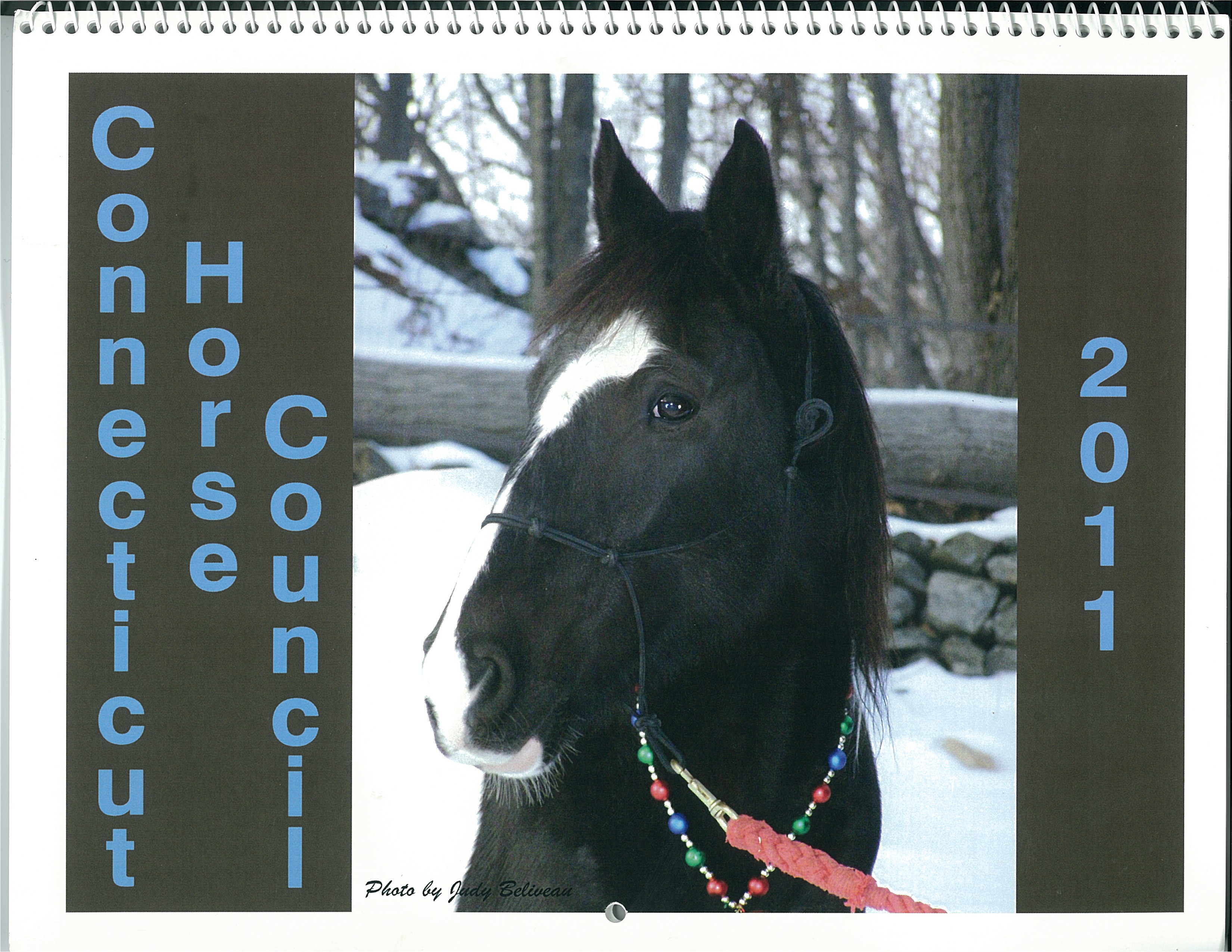 JBeliveau-HorseCover2011 Luke - Judy Beliveau's beloved TW
